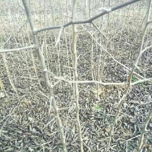 绛县刺梨苗 0.5~1米 
