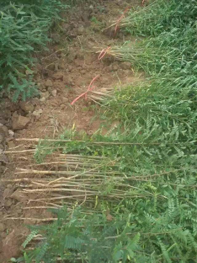 皂角树 篱笆用 皂角苗圃直销 现挖现发