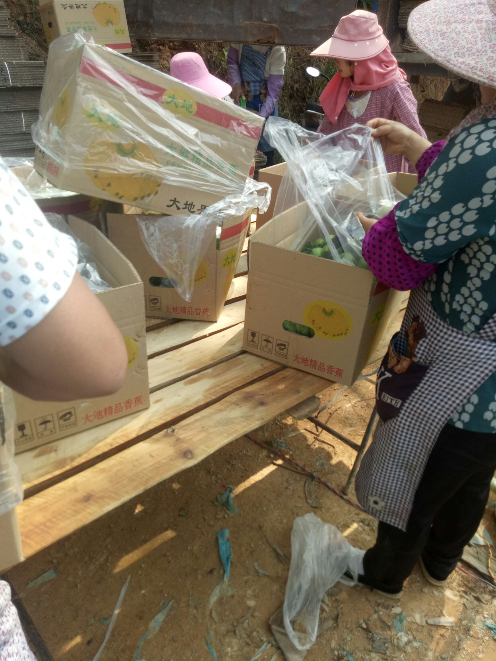 威廉斯香蕉 七成熟 