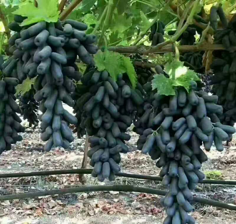 蓝宝石葡萄苗 