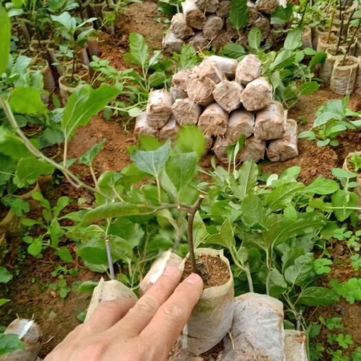 灵山县紫香一号百香果苗 