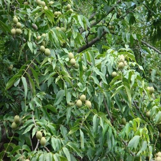 泰安嫁接核桃苗  免费提供种植技术