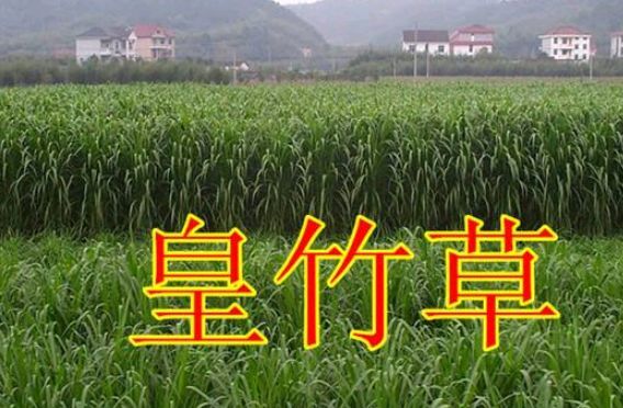 沭阳县皇竹草种子 