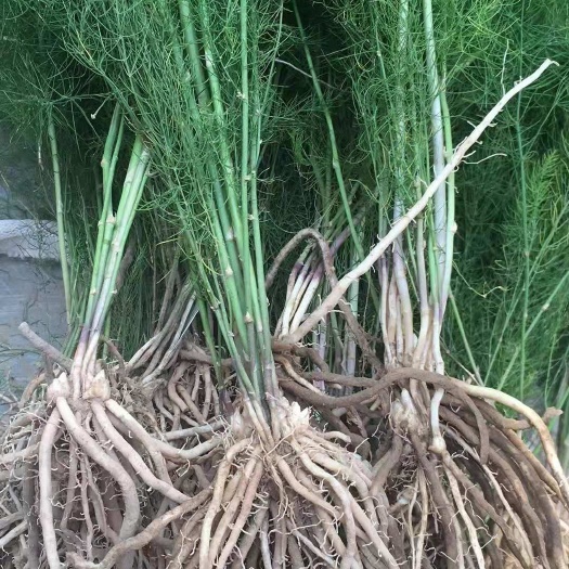 潍坊芦笋苗 杂交一代品种，根系发达，成活率高