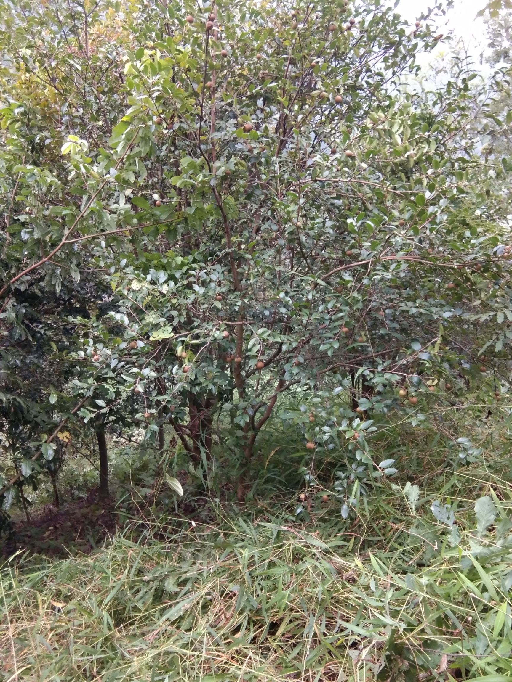 野生山茶油 