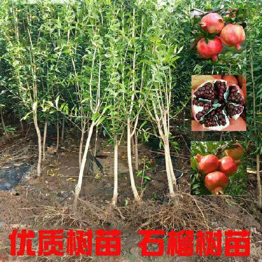 平邑县甜石榴树苗 