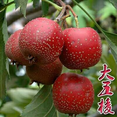 平邑县大五棱山楂树苗 