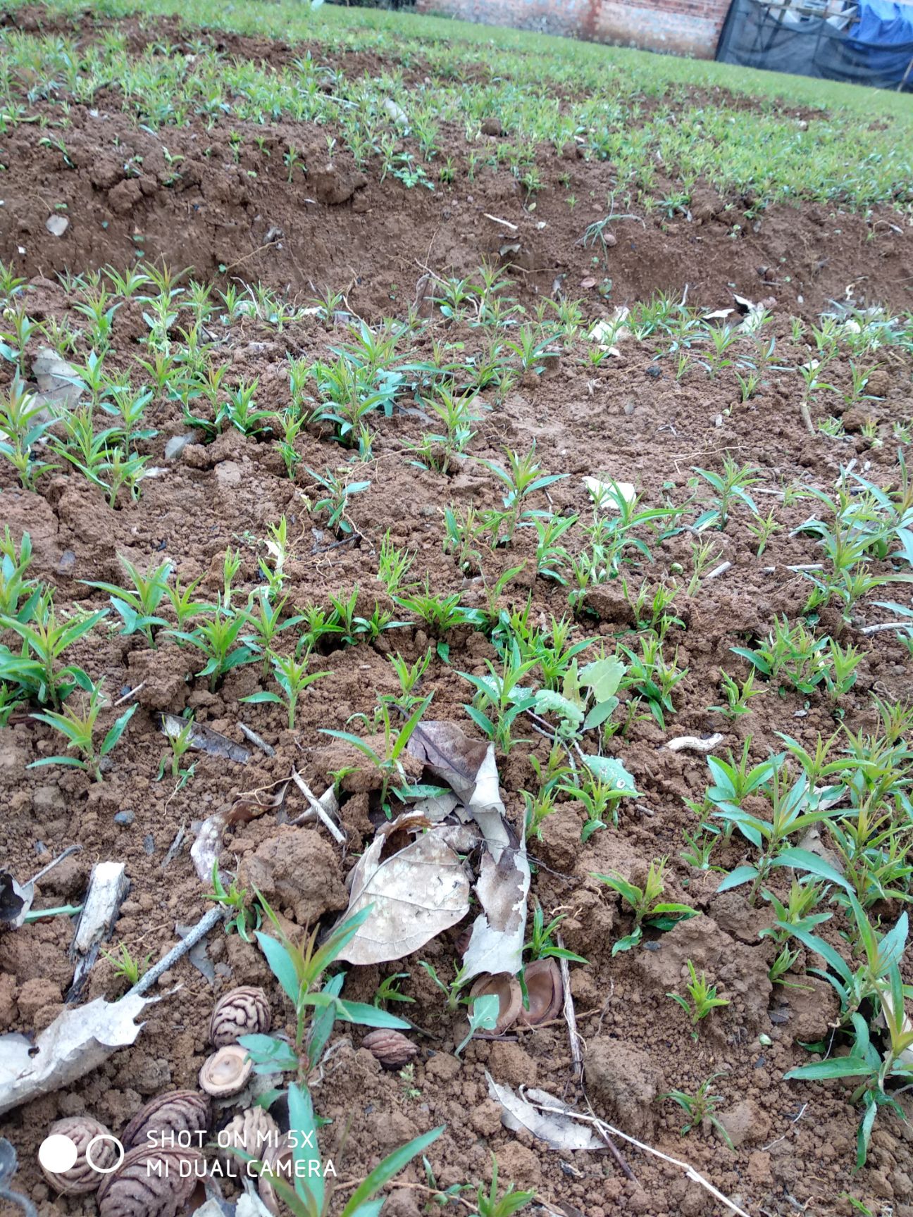 毛桃苗 0.5米以下 