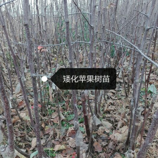 扶风县红蜜脆苹果苗 1~1.5米 