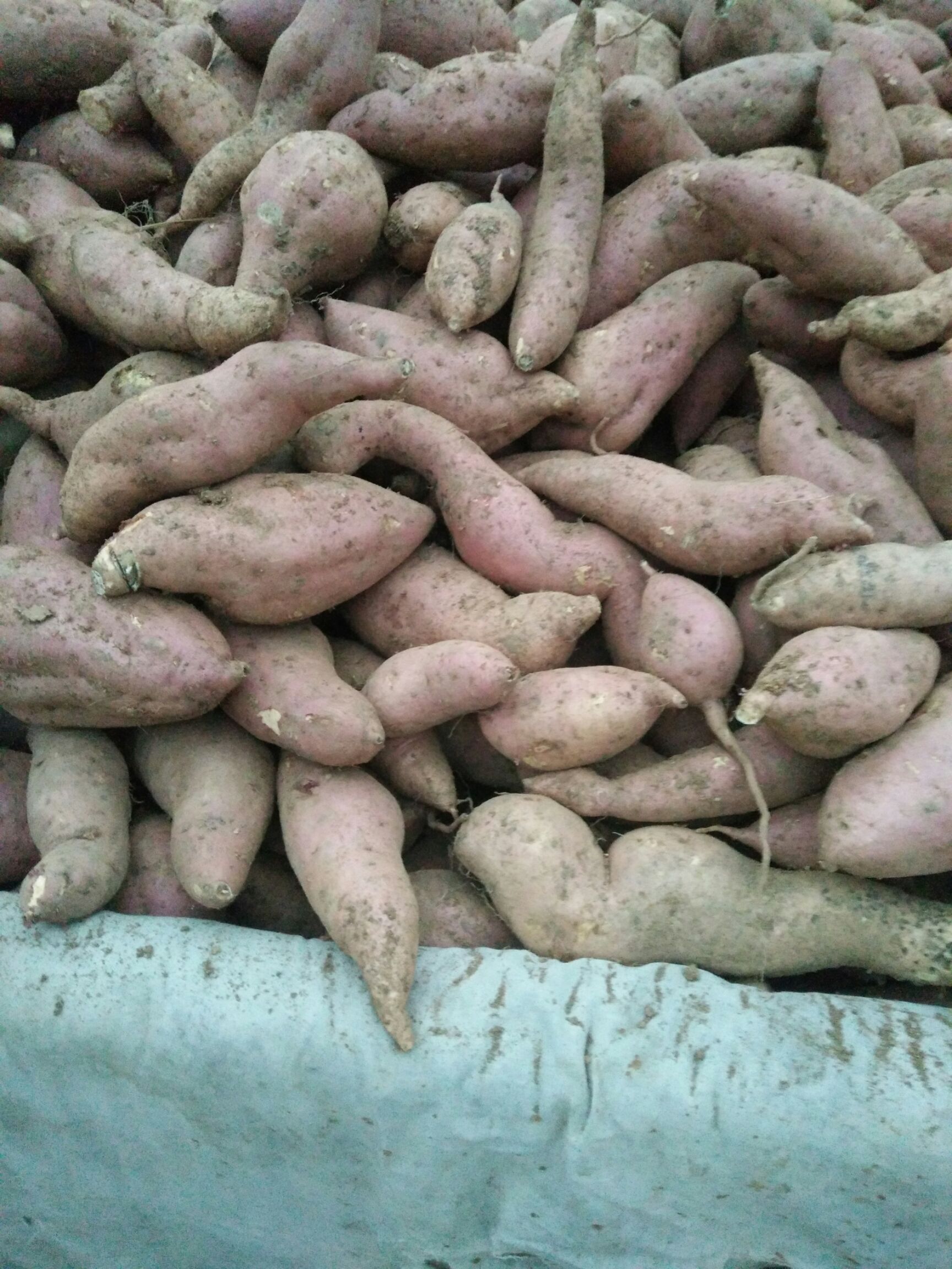 红香蕉红薯 混装通货 红皮 