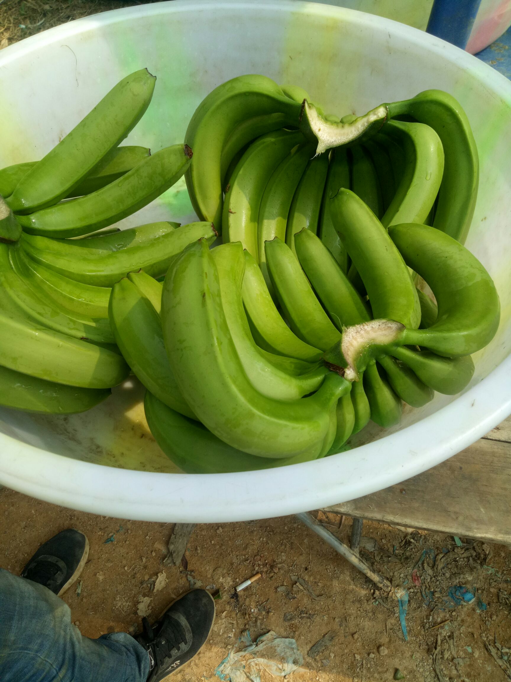威廉斯香蕉 七成熟 