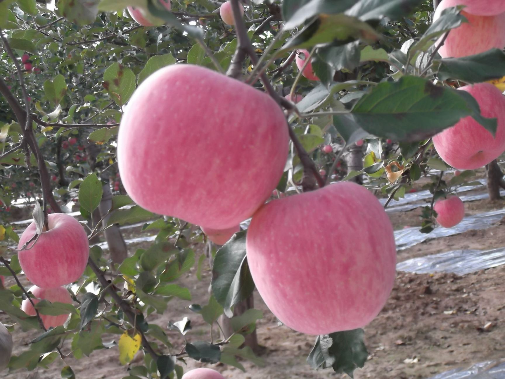 红富士苹果苗 1~1.5米 