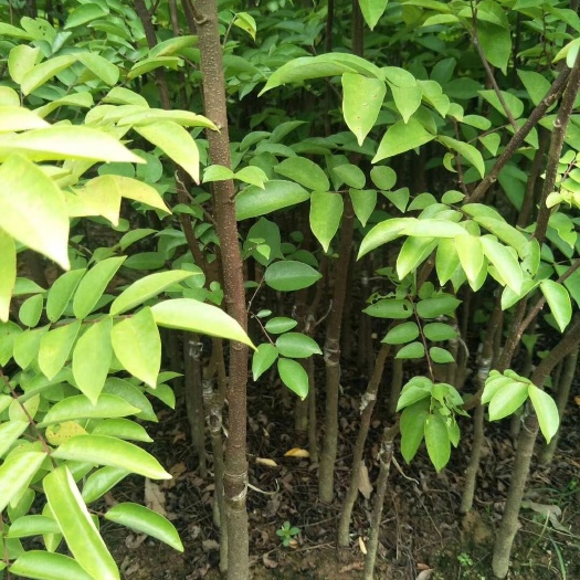 灵山县四季红杨桃苗 