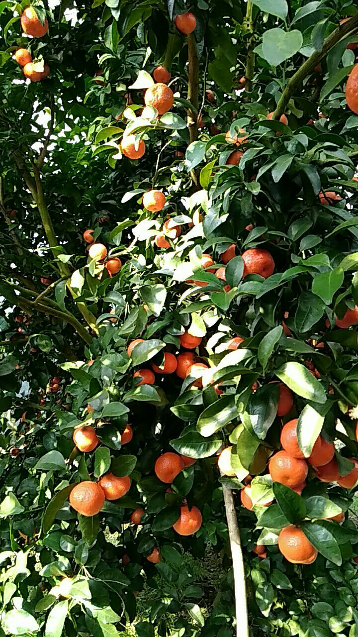 沙糖桔 4.5 - 5cm 1 - 1.5两