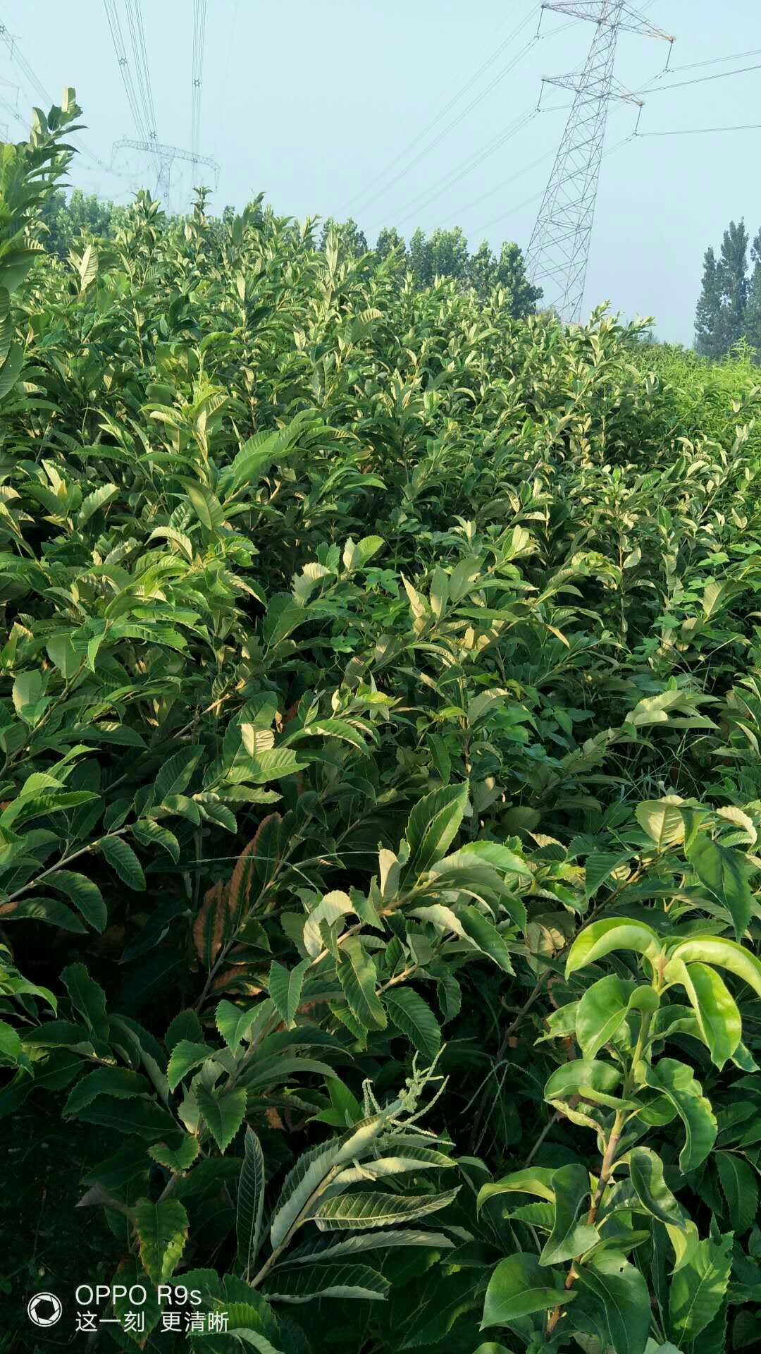 大红袍板栗苗 嫁接苗 1~1.5米
