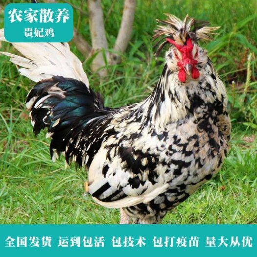 新沂市芦花鸡苗 