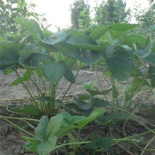 平邑县奶油草莓苗 20~30公分 地栽苗 
