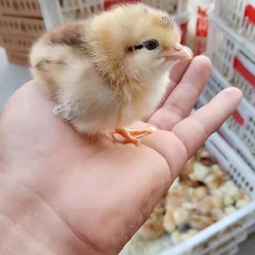 南通土鸡苗 