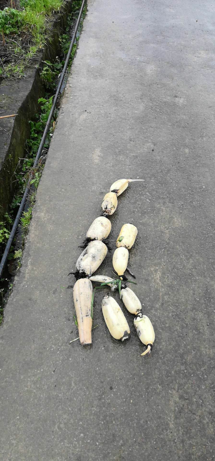 田藕 20~25cm 5-7cm 