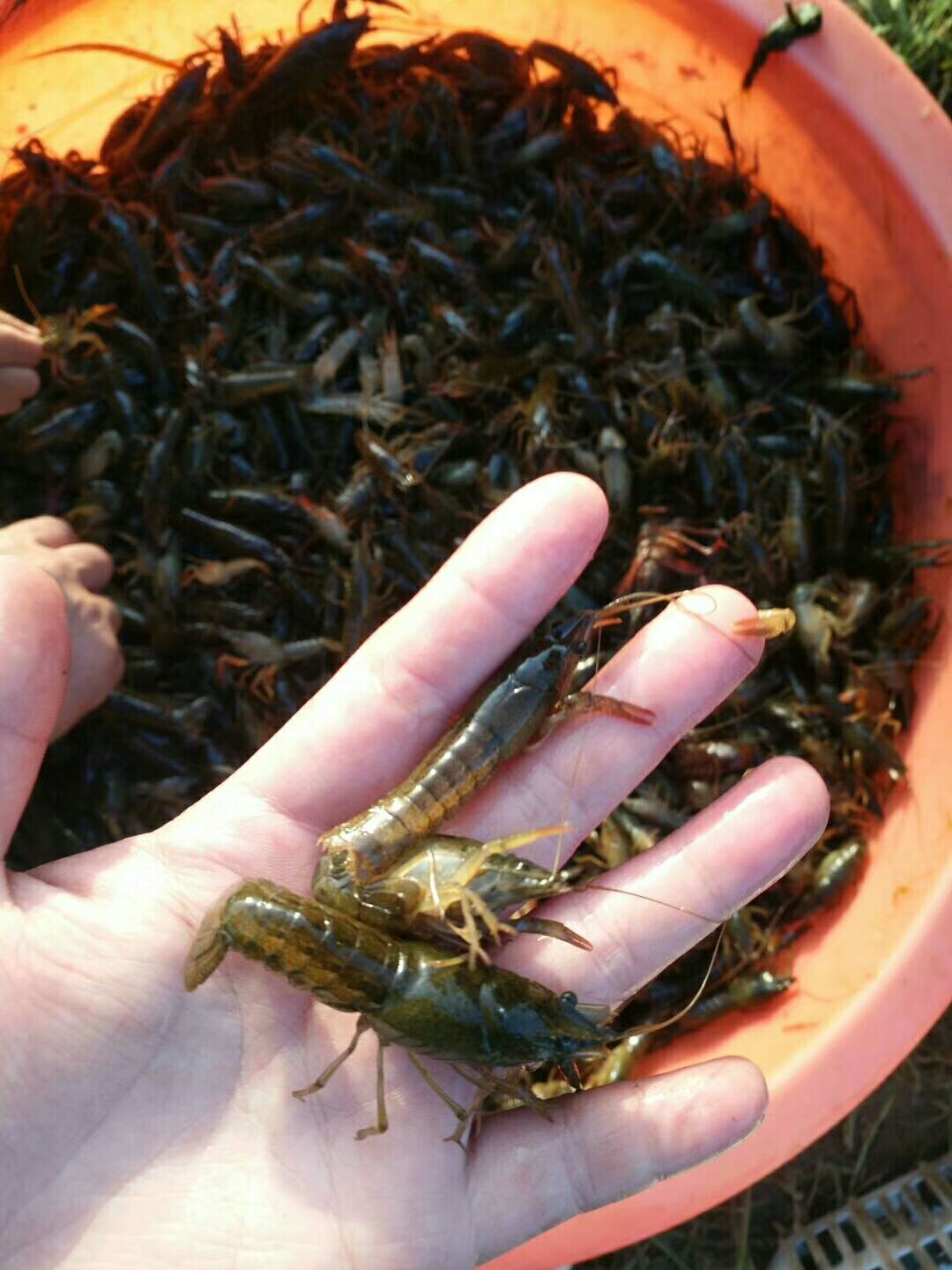 小龙虾苗  优质大量上市中