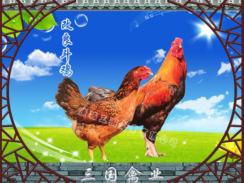 杂交斗鸡苗 外省可达包。活