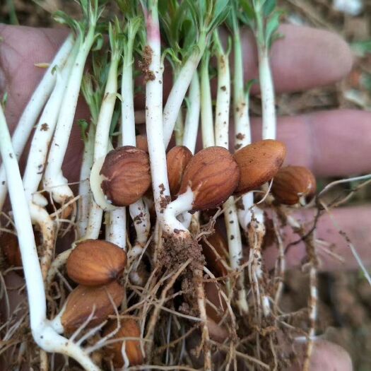 阳朔县毛桃苗 0.5米以下 