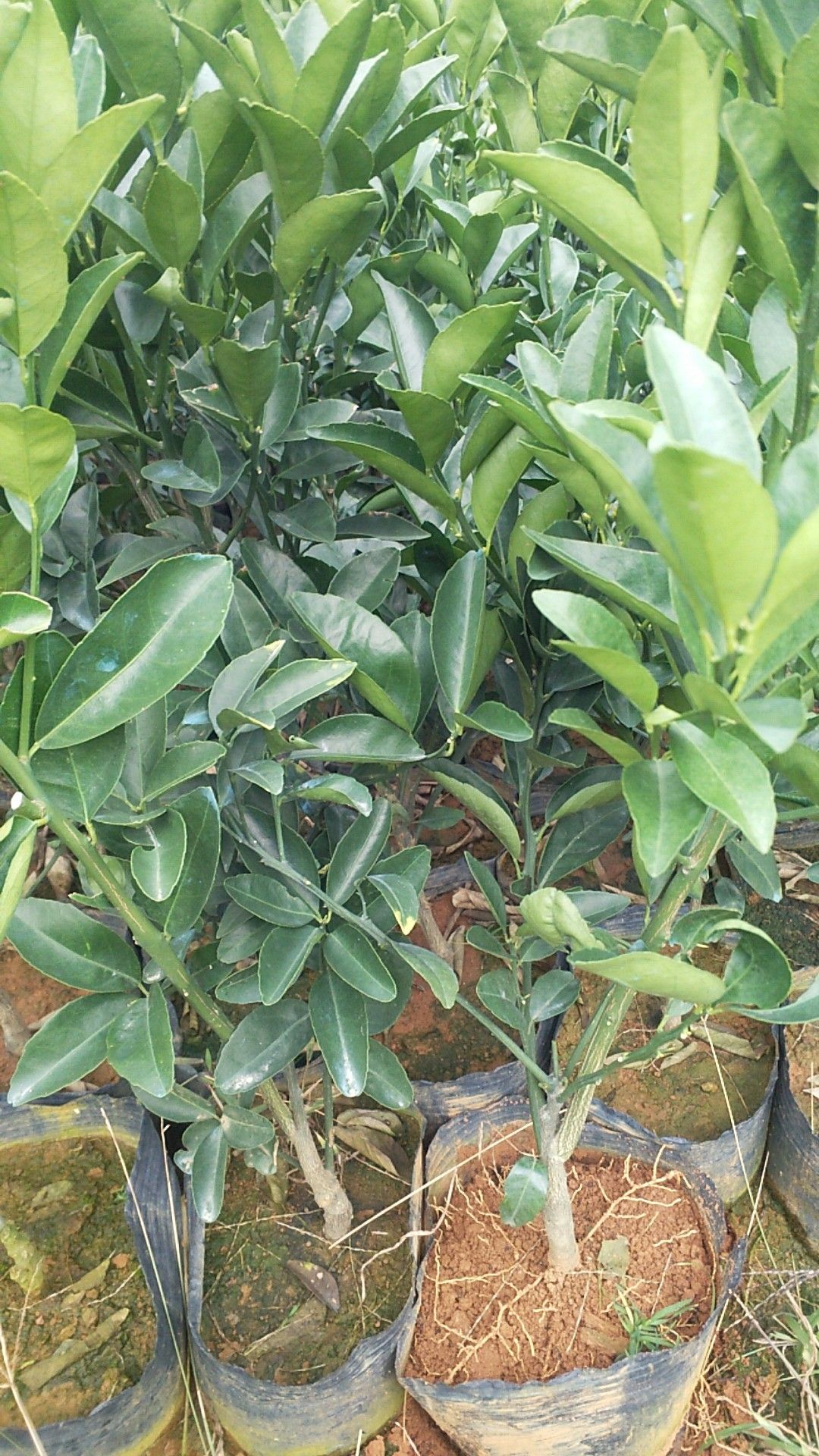 茂谷柑苗 杯苗袋苗 0.35~0.5米 