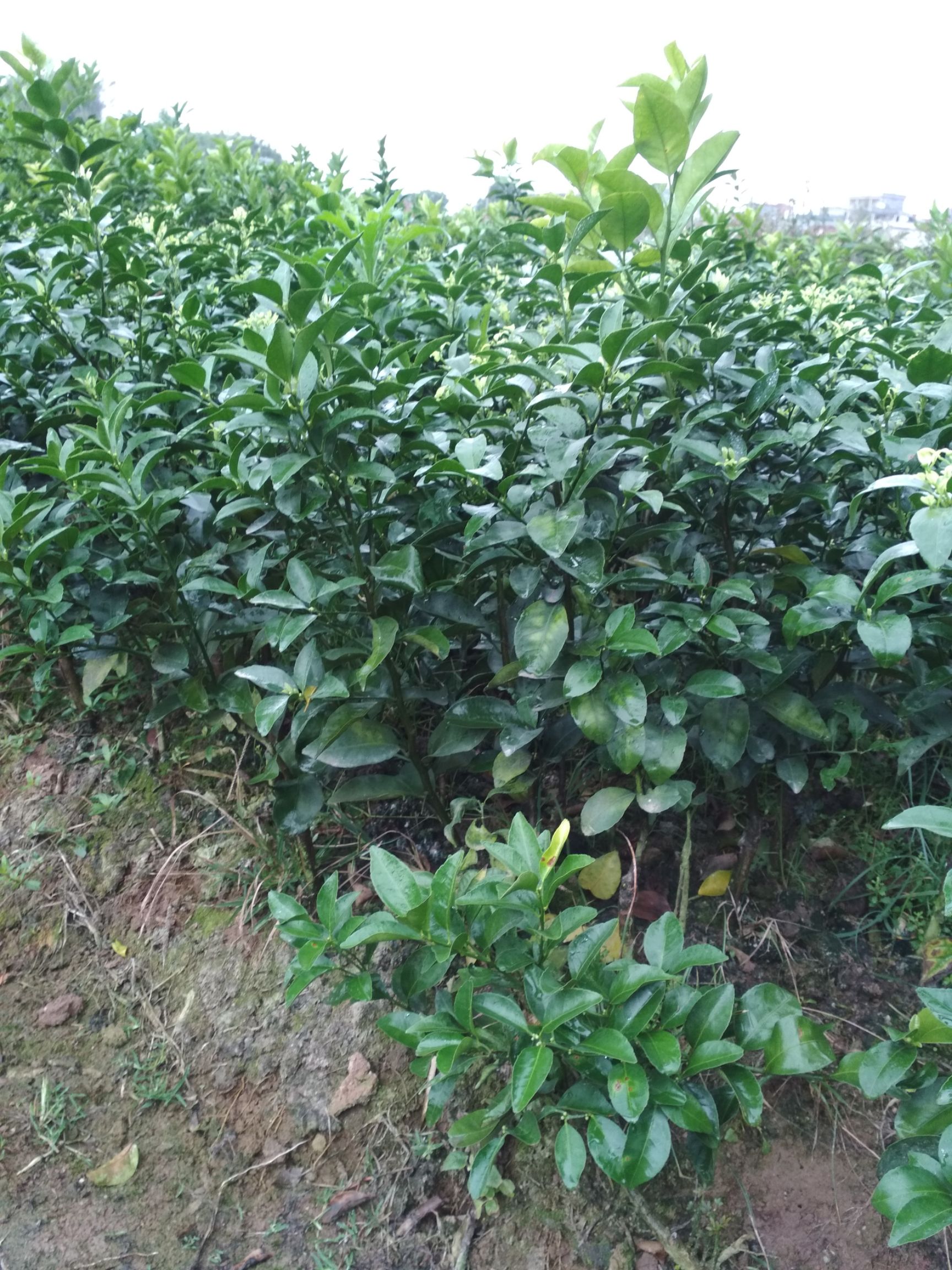 沙糖桔苗 嫁接苗 0.5~1米 