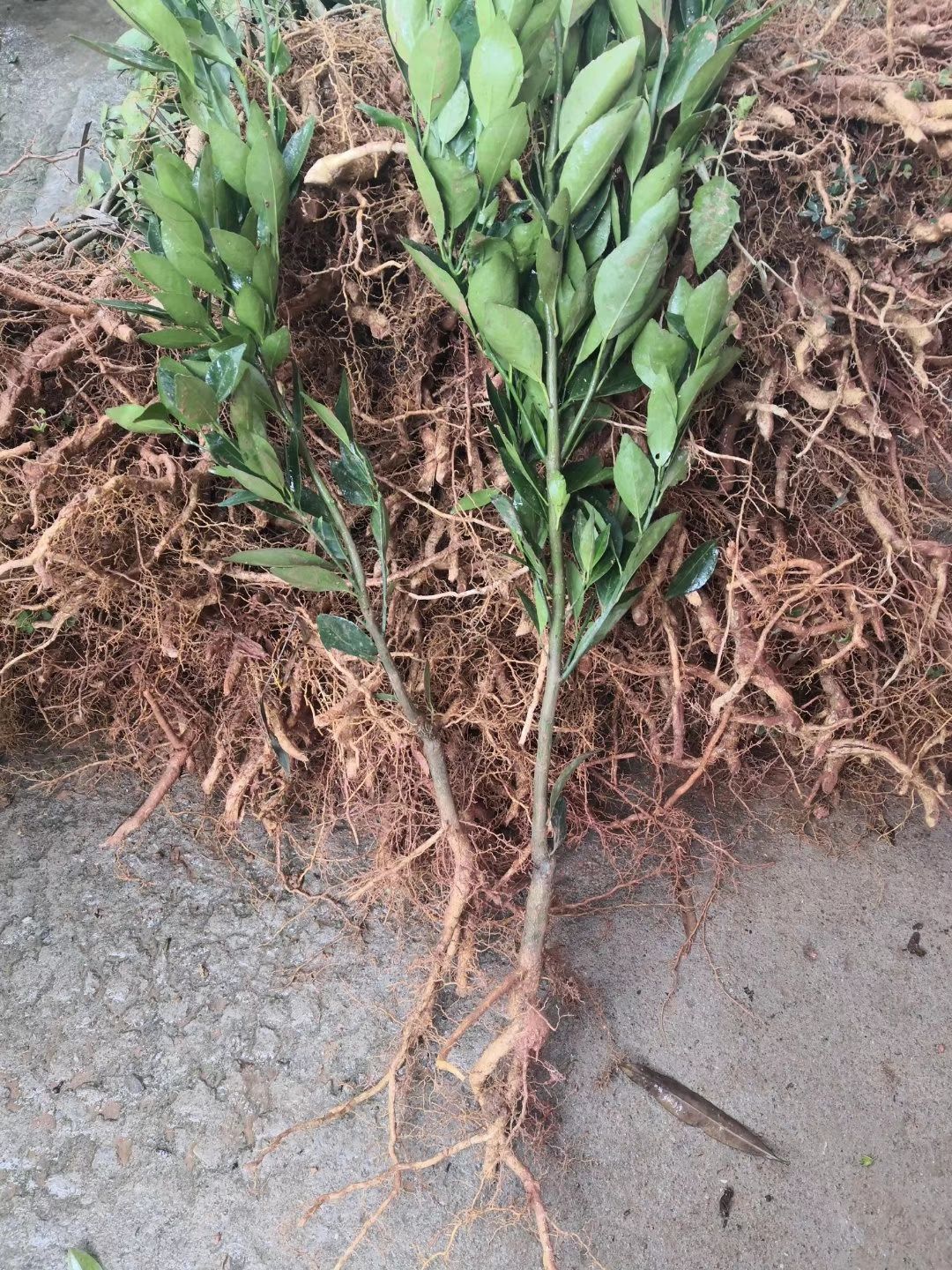 皇帝柑苗 嫁接苗，带叶真苗 广西发货