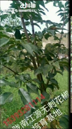陇南无刺花椒苗 陇南江源无刺花椒培育基地