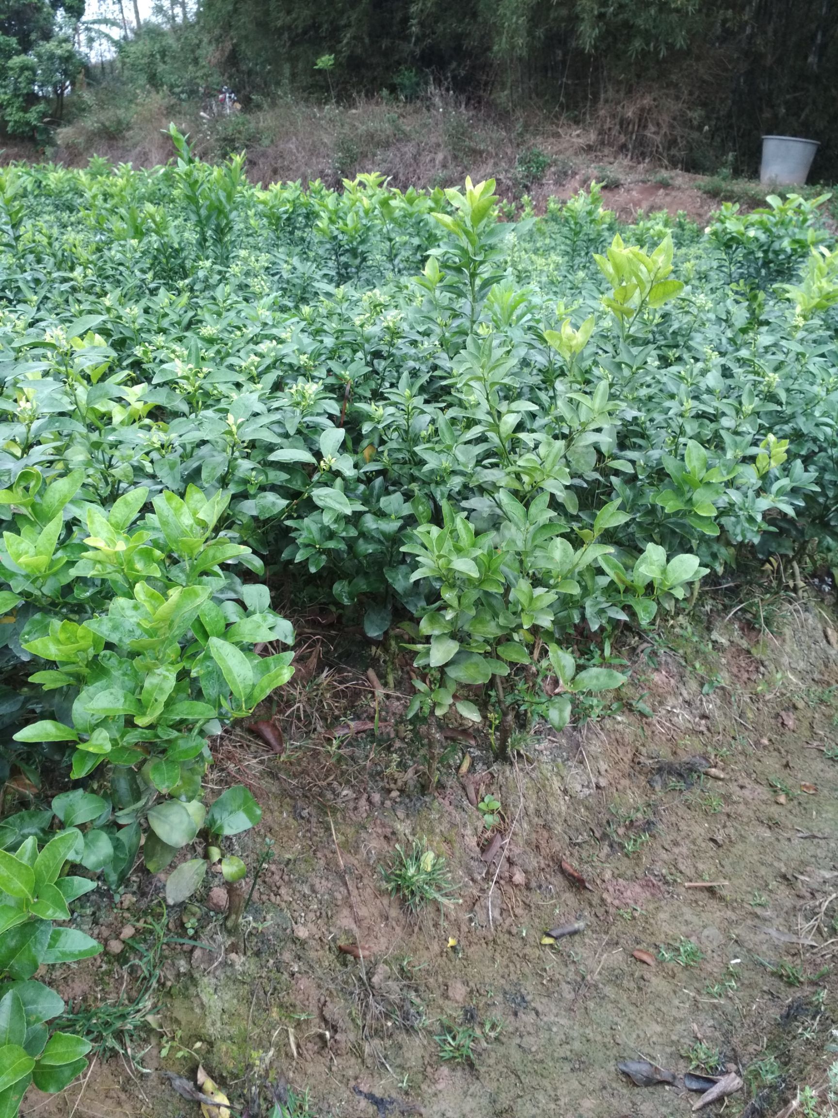 沙糖桔苗 嫁接苗 0.5~1米 