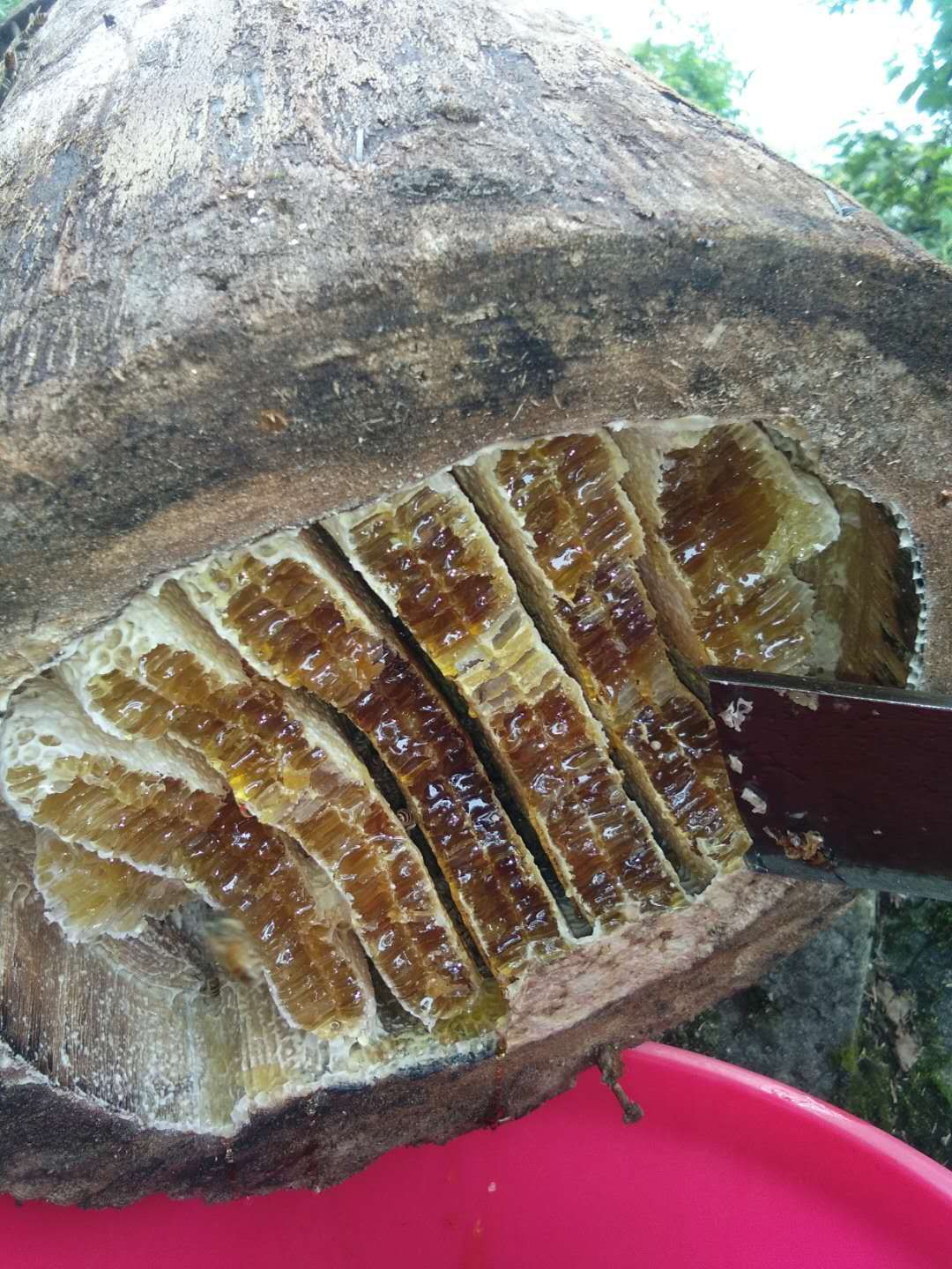  中华野蜂蜜糖