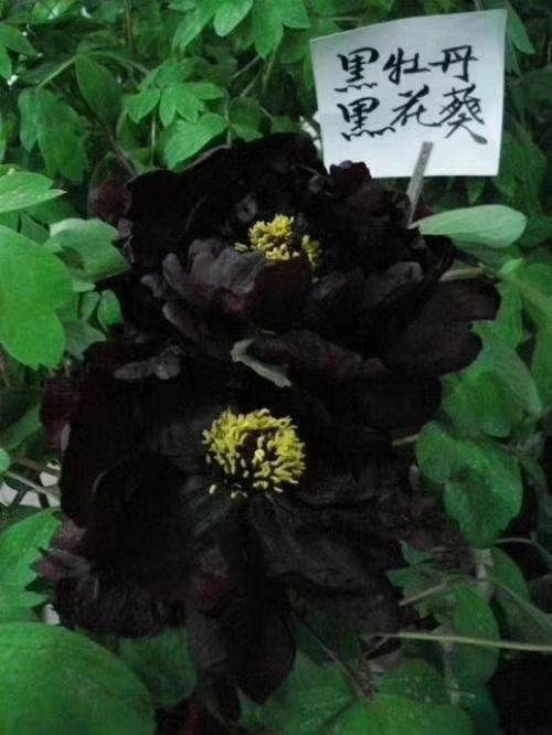 菏泽观赏牡丹 0.5米以下 2cm以下 4cm以下 