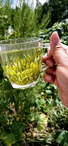 安吉白茶 一级 盒装 