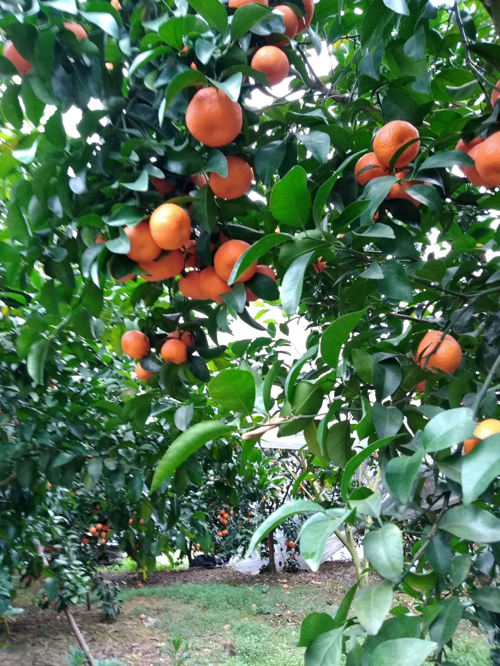 沙糖桔 4.5 - 5cm 1 - 1.5两