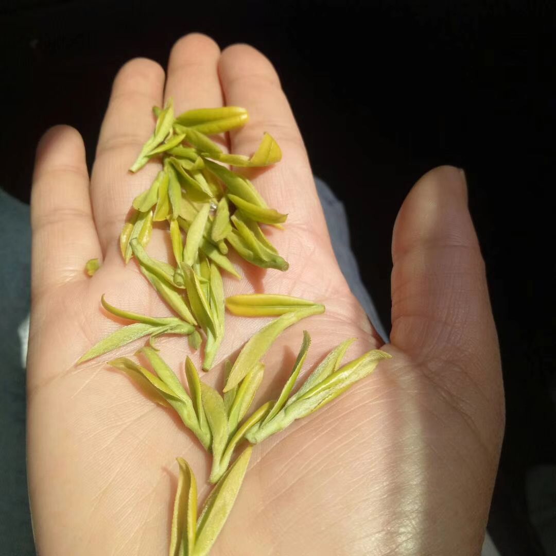 安吉白茶 一级 盒装 