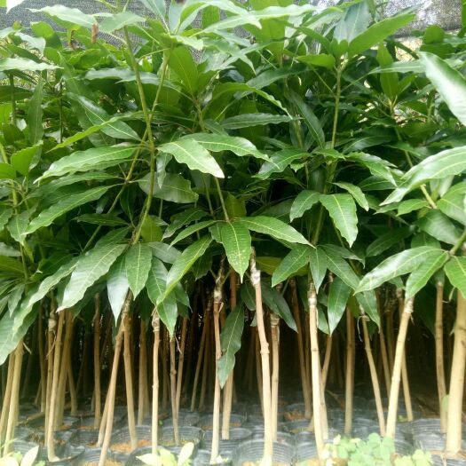 灵山县贵妃芒果苗 