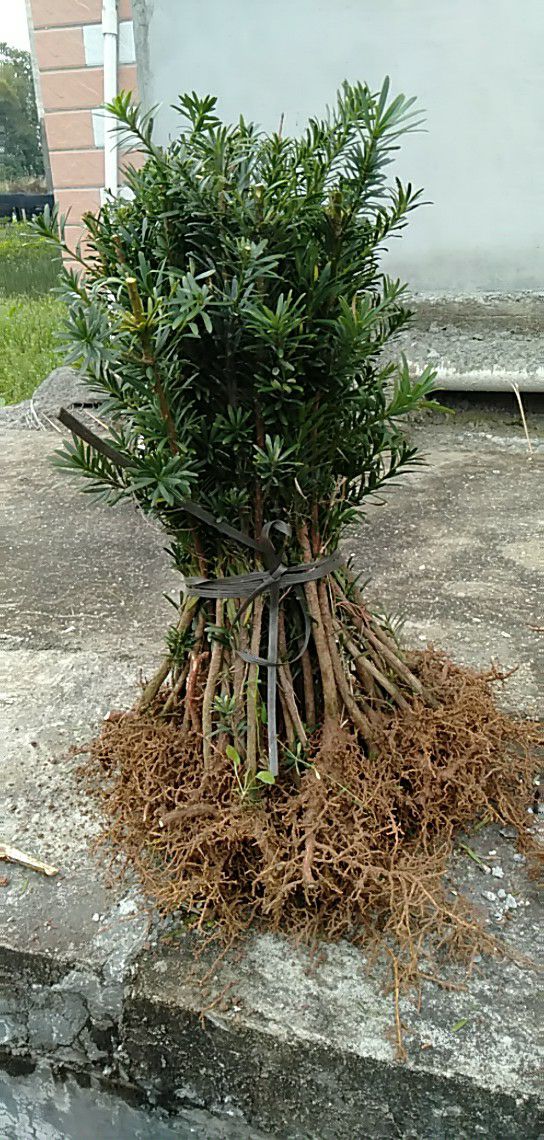 小叶罗汉松 中叶罗汉松