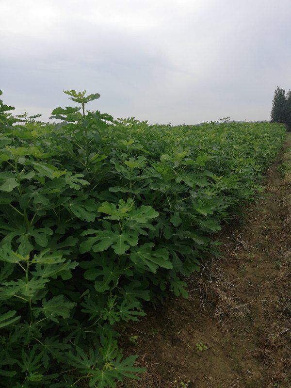 金傲芬无花果苗  当年挂果