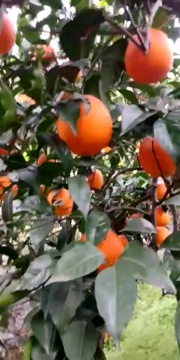 秭归脐橙  脐橙产地果园自产自销 万斤起批