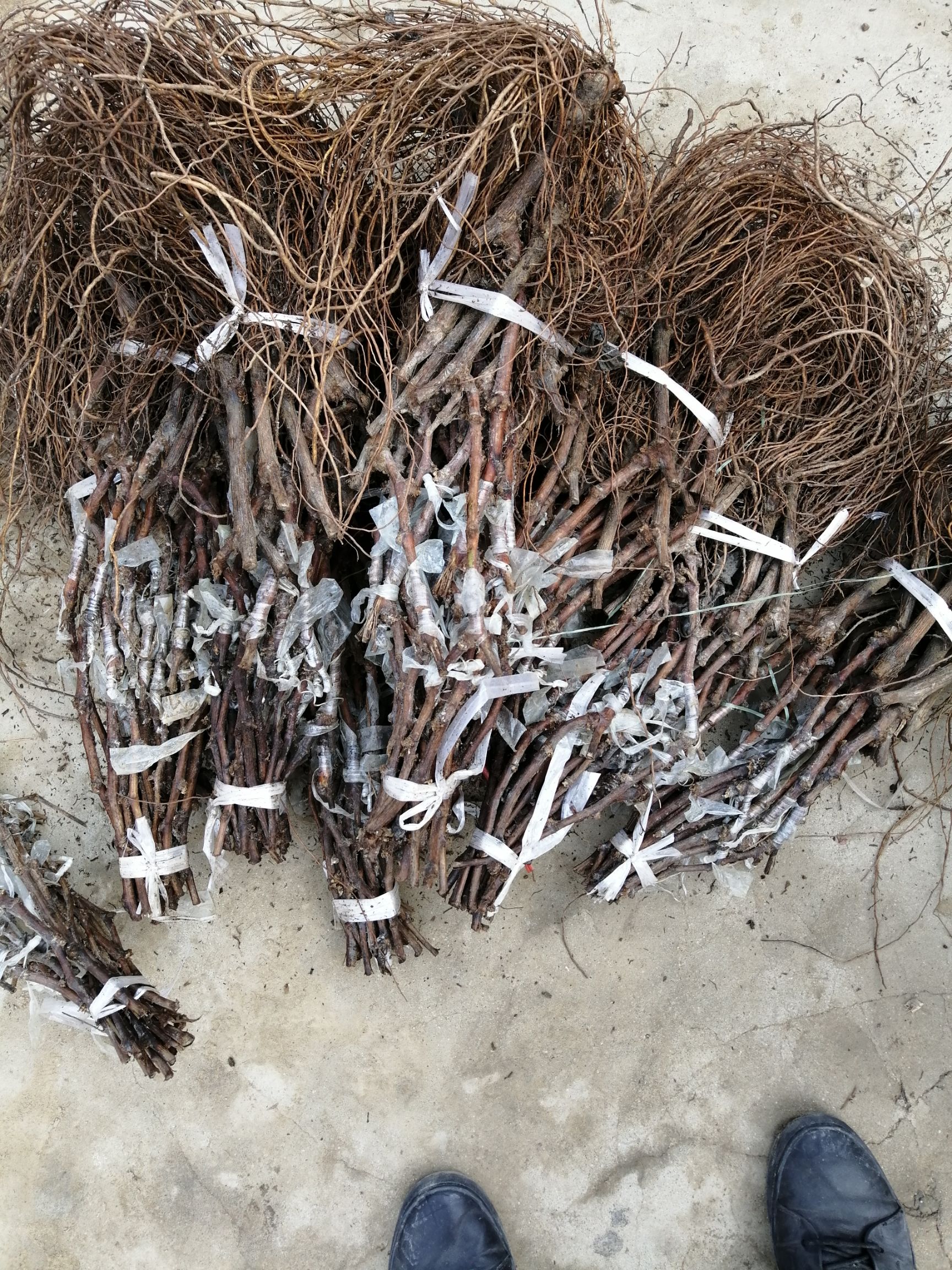 蓝宝石葡萄苗   甜蜜蓝宝石阳光玫瑰金手指葡萄苗