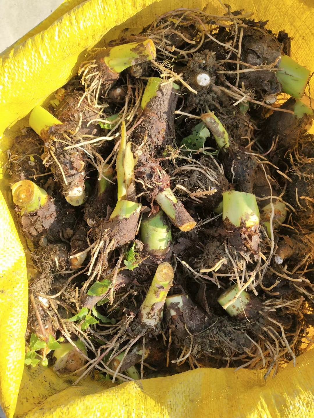芋头种 荔浦芋头 香芋种苗