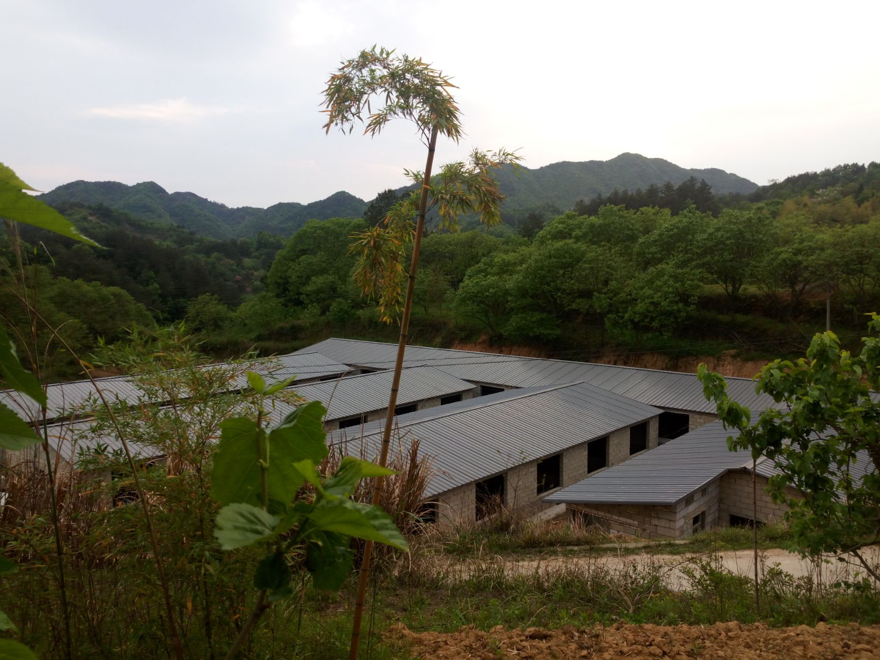  金寨县大别山林下散养黑猪肉