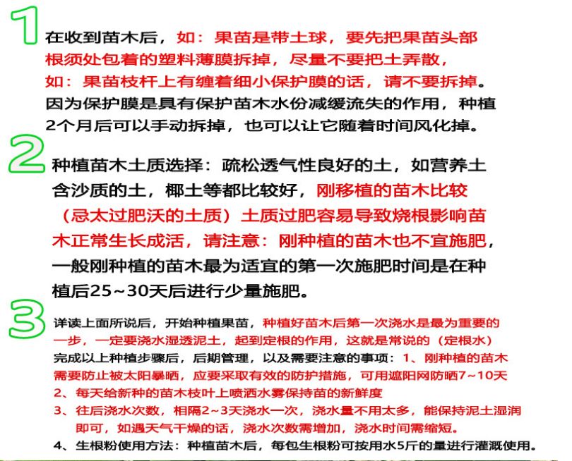 皇帝柑苗 嫁接苗，带叶真苗 广西发货
