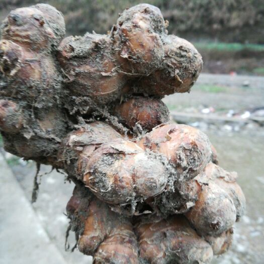 江口县小黄姜 4~6两 带土 