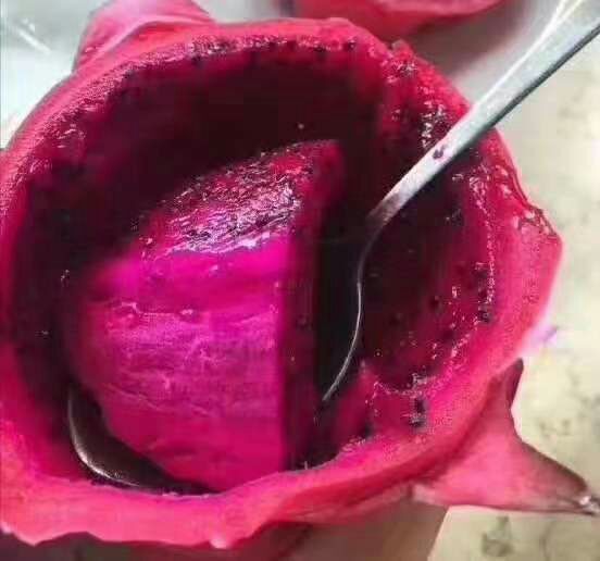 灵山县红皮红肉火龙果苗 