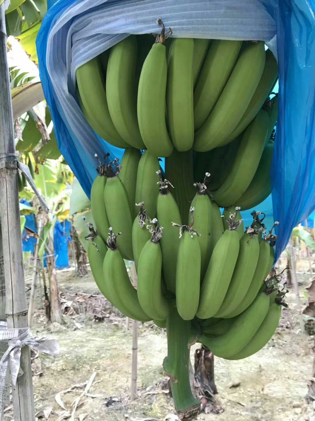 广东香蕉1号 七成熟 