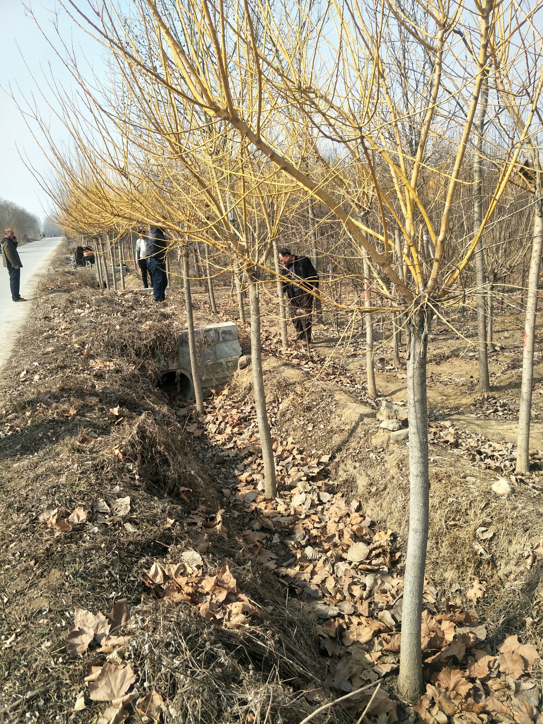 金枝槐 金叶槐黄金槐