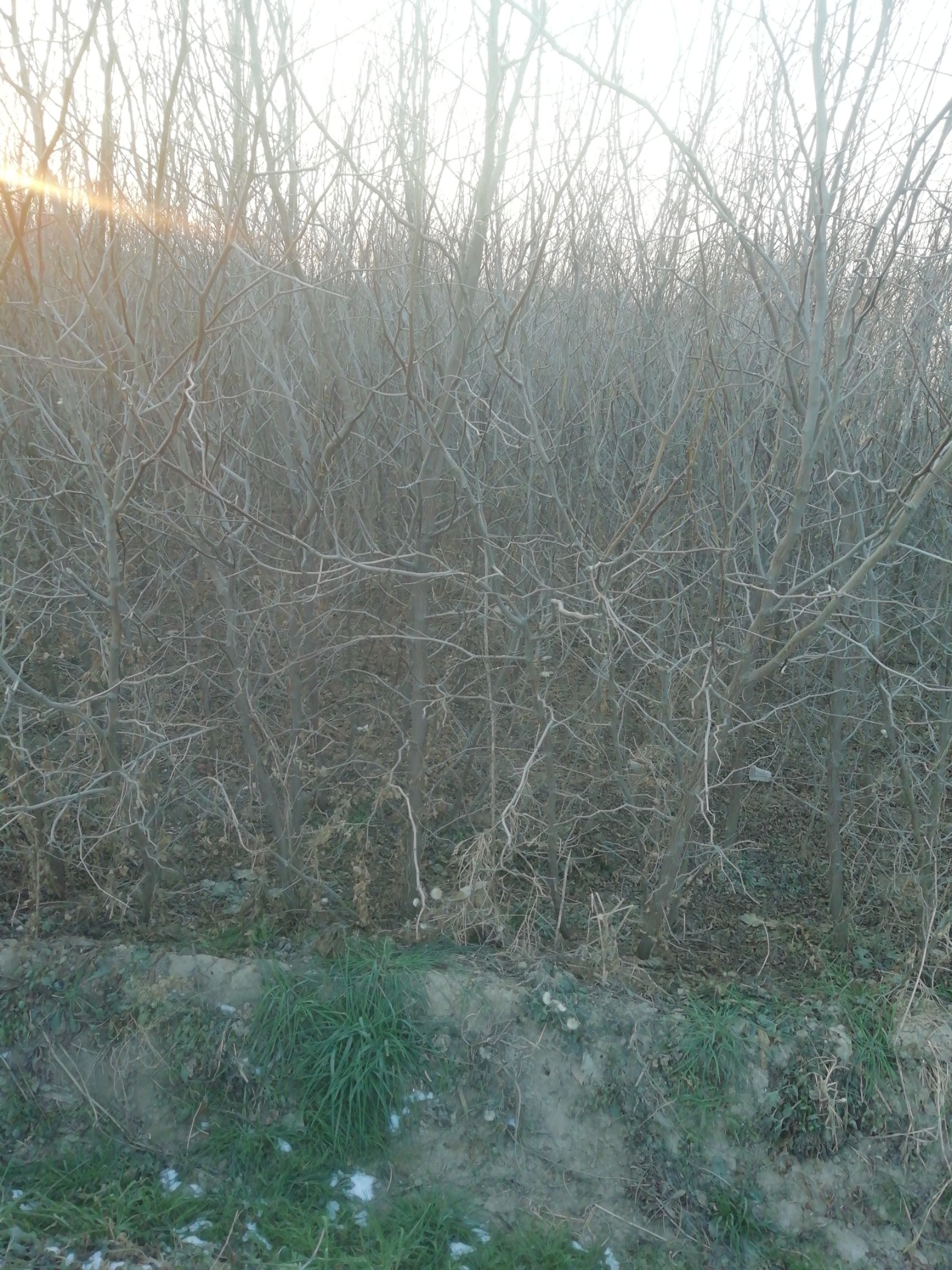 冬枣树苗 售枣树苗，百年古枣树