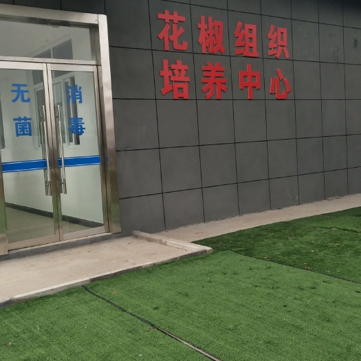 韩城市大红袍花椒苗 